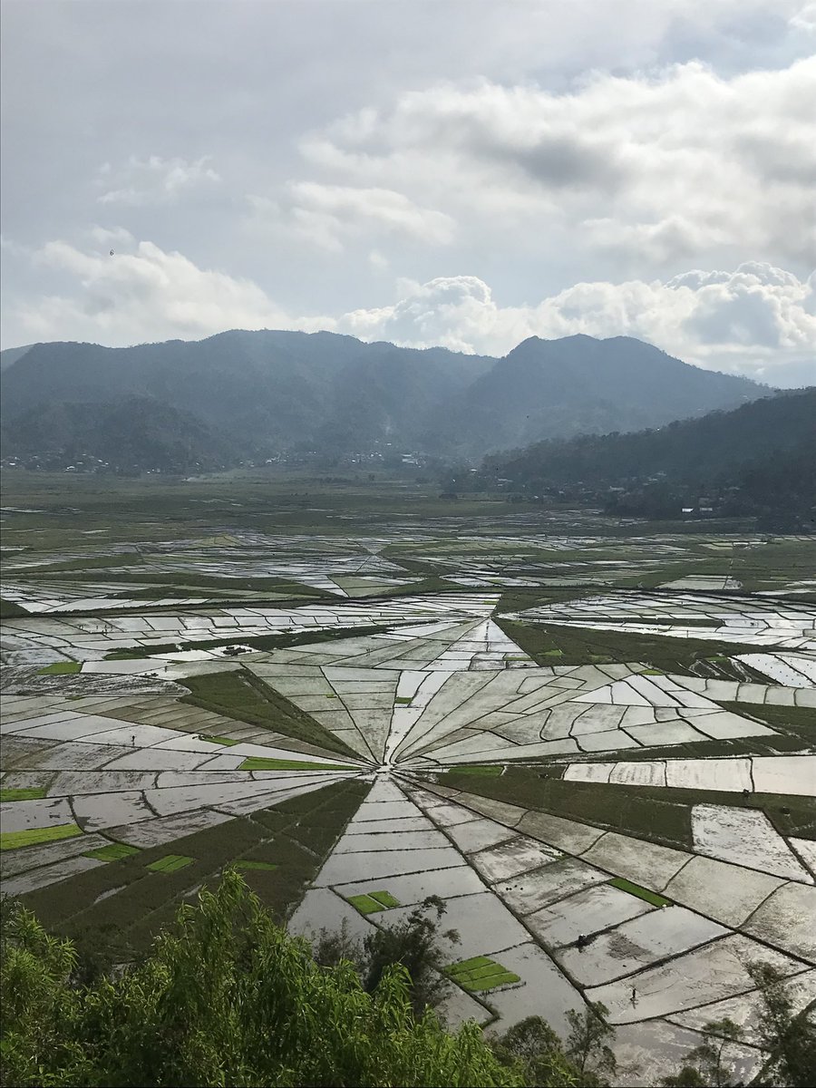 #ルテングRuteng 🇮🇩
#Spaider_Web_Rice_Field

通信環境の悪さにかまけて随分とサボってしまいました〜汗
ご心配をおかけしましたが、Wi-Fiが絶不調の中
本人はすこぶる元気に過ごしておりました^^;

目的本命の「ホモ・フローレンシス」の故郷に行って来ました
感動ついでにもう一つの感動風景に絶句