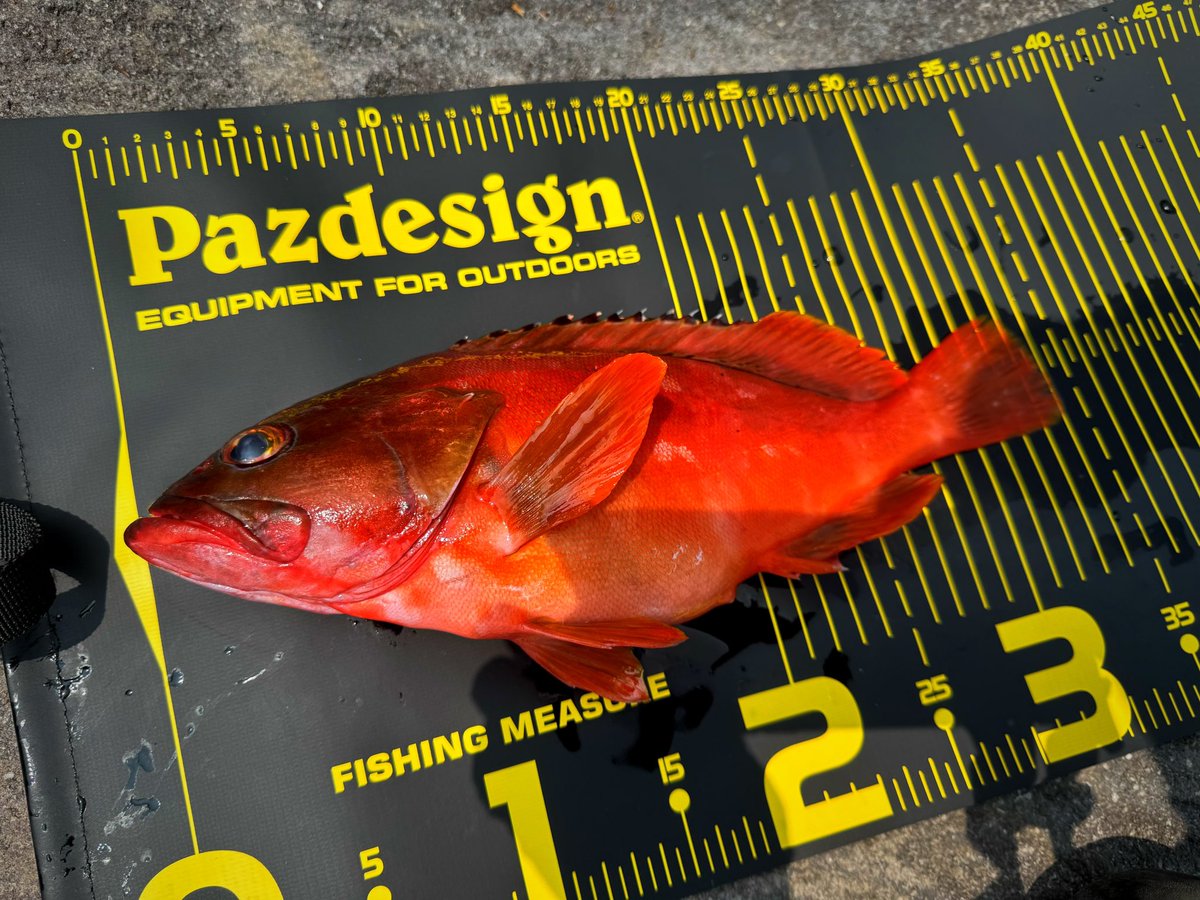 念願の初ロックフィッシュ🪨
アカハタちゃんメロい🫶