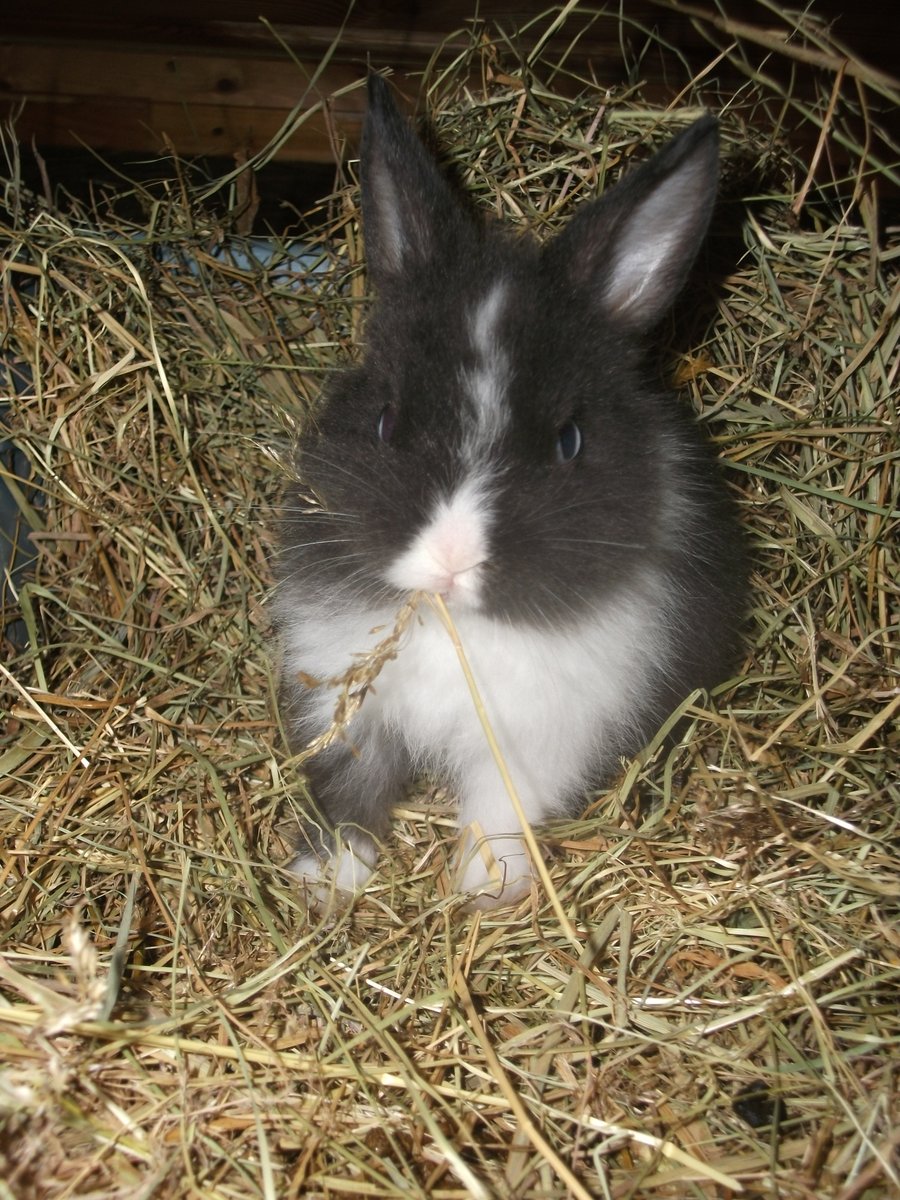 Bumble-Bee was convinced life was hard being looked after in a comfortable, caring home. 😛
