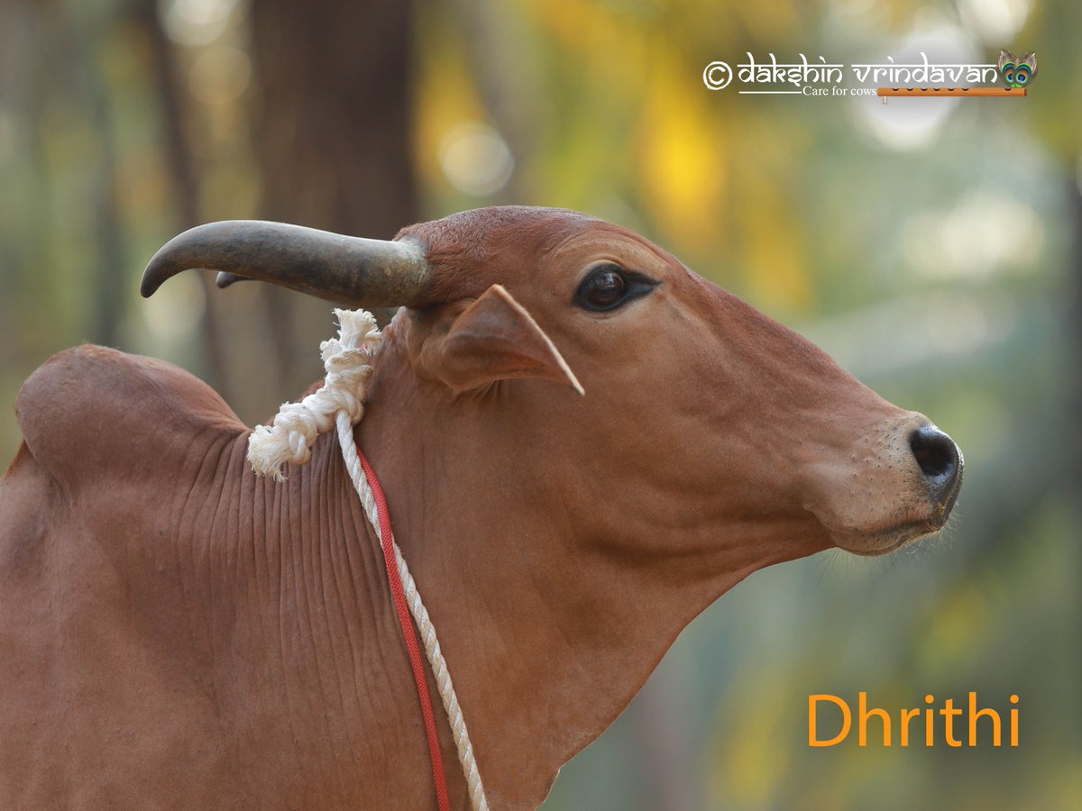 Dakshin Vrindavan (@daksinvrindavan) on Twitter photo Those ocean-deep eyes hold stories of pain, yet glow with divine peace.
Rescued en route to slaughter, Dhriti survived abuse with grace and now thrives joyfully in our Gausadan.
Lovingly adopted by <a href="/pgnaveen26/">Naveen PG Badkillaya</a> ji, she is calm, kind, and truly divine. Those ocean-deep eyes hold stories of pain, yet glow with divine peace.
Rescued en route to slaughter, Dhriti survived abuse with grace and now thrives joyfully in our Gausadan.
Lovingly adopted by <a href="/pgnaveen26/">Naveen PG Badkillaya</a> ji, she is calm, kind, and truly divine.