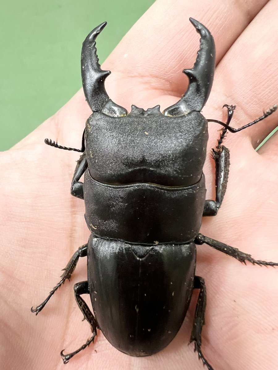 【本日の営業時間】

♦︎7月9日（水）午前10時〜17時

鹿児島県産WD成体大型入荷しています。
※採集遠征の為、本日は17時閉店。
宜しくお願いします。

#虫どん