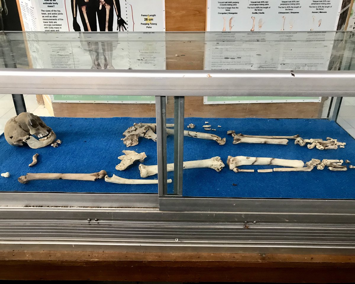 #ルテングRuteng 🇮🇩
#Liang_Bua_Cave

ホモ・エレクトゥスの骨が発見された洞窟は
その小ささから「ホビット洞窟」とも呼ばれている
大人で身長１mくらい　この化石はレプリカ
本物はジャカルタにあるそうなので、ジャカルタへ行こう
DNAが受け継がれているのか、滞在先エリアの人々は
身長低い人多い