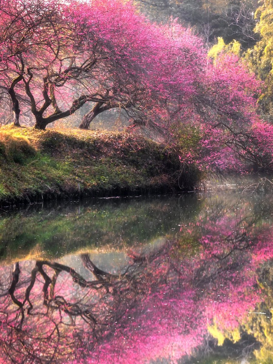 fml12241's tweet image. Flower viewing in Hangzhou is just right, hiking and enjoying the spring to feel the romance of spring #Hangzhou #FlowerViewing #SpringHiking #RomanticSpring #N