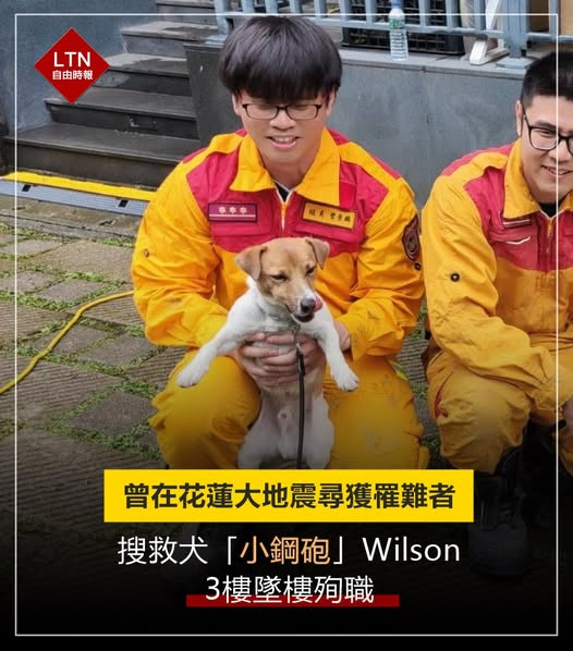 怎麼會...真的太難過了！嬌小身軀、聰明機伶，還曾經立下大功，沒想到現在卻發生意外...

圖文報導：news.ltn.com.tw/news/life/brea…

#小鋼砲 #Wilson #搜救犬 #台灣 #taiwan #台湾