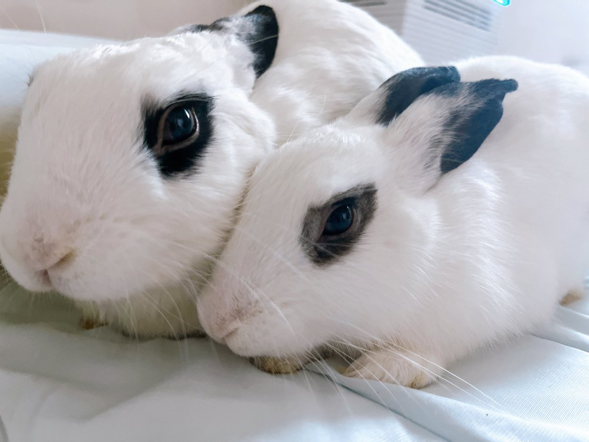 토끼들이 친해지고 나면 사람에게 관심을 잃고 따돌리는 경우가 있다고 하여 걱정했건만, 다행히 설기 씨와 꿀떡 씨는 사람도 토끼 무리에 끼워준 모양입니다. 사람이 침대에 눕거나 앉으면 토끼들은 얼른 뛰어와 사람에게 붙습니다. 아침에는 깨워주기도 하니 이보다 고마울 수가 없습니다.