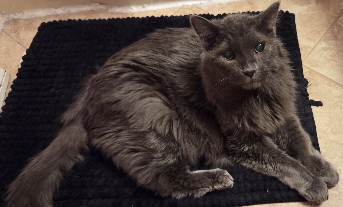 MeloDe💛🤍💜🖤 tweet media