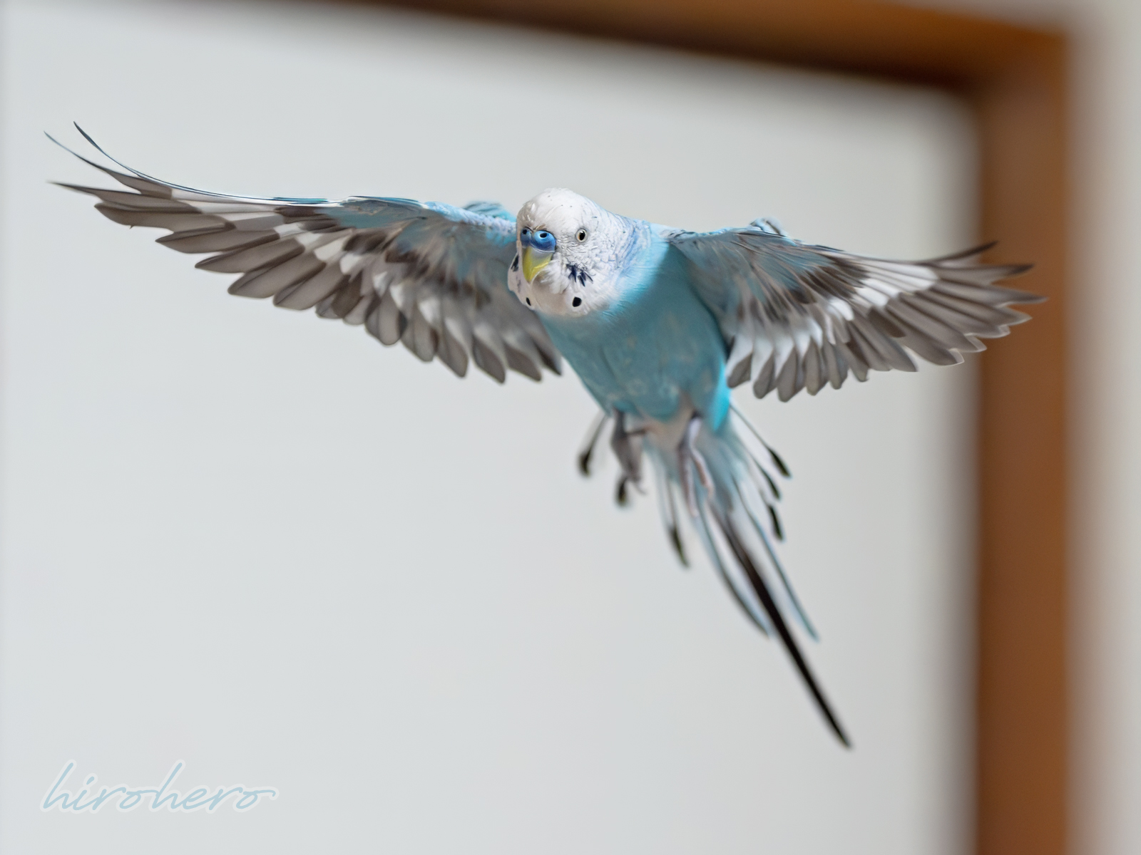 hiro様専用 アネモネ、信長、インコ - メルカリ