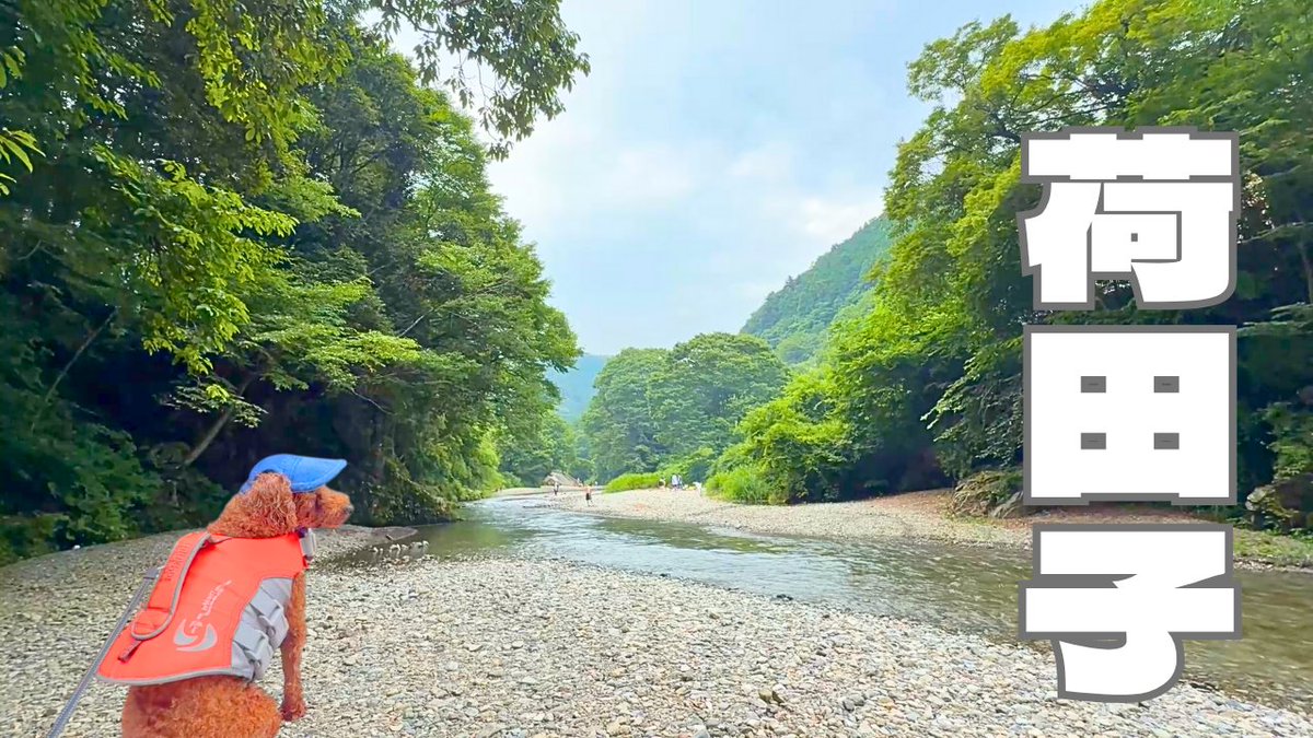 baa294's tweet photo. 【秋川渓谷】もう夏の川遊びはここだけでいい！「荷田子」

https://t.co/9XLEeEfw0r

秋川渓谷の荷田子へ川遊びに行ってきました。
今まで色々な河原に行ってきましたが、
これまでで一番良かったです。
#秋川渓谷 #荷田子 #川遊び #犬と川遊び #奥多摩 #犬 #トイプードル #dog #toypoodle https://t.co/K0BfETW07N