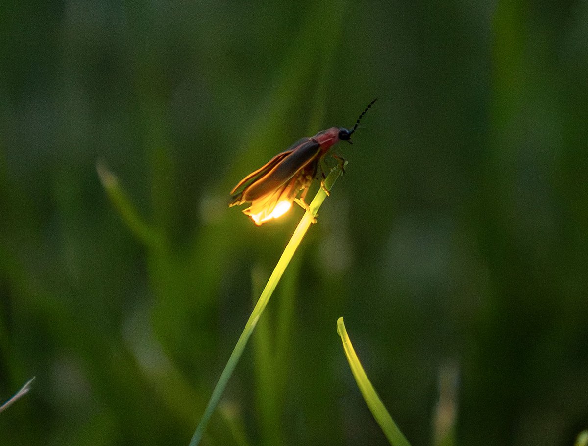 Gotcha! Way easier to catch than they are to photograph! #fireflies #firefly