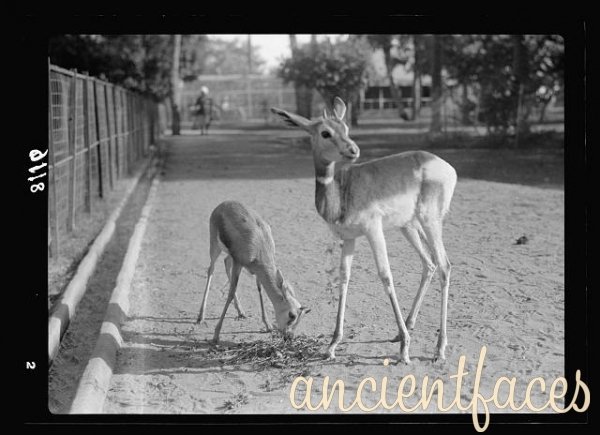 Animals, Khartoum Zoo, Sudan - 1930's
#SudaneseCulture 

حديقة الحيوان الخرطوم السودان - 1930
#ثقافة_سودانية