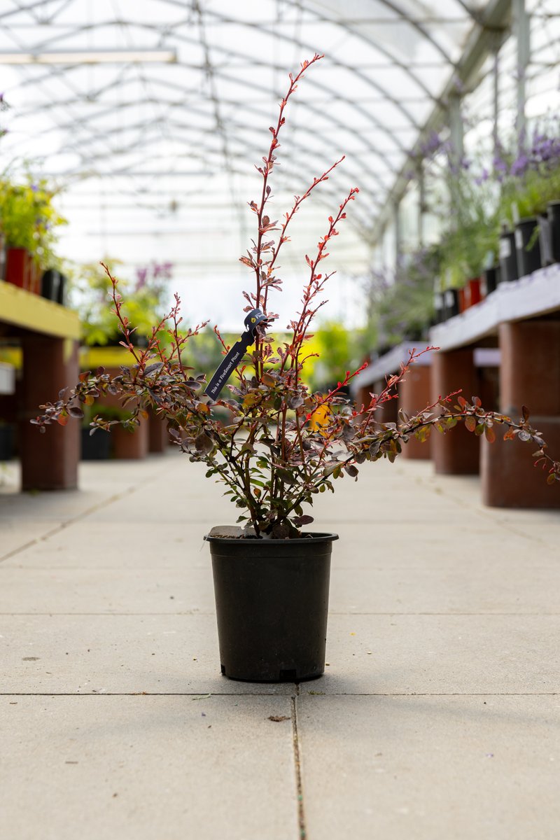 BCFireSmart's tweet image. Are you a garden centre in BC? Come join the FireSmart BC Plant Program!
As a plant partner, you’ll support safer landscaping choices and gain recognition as a trusted wildfire-resistant plant supplier.
Join today: firesmartbc.ca/plant-partners…