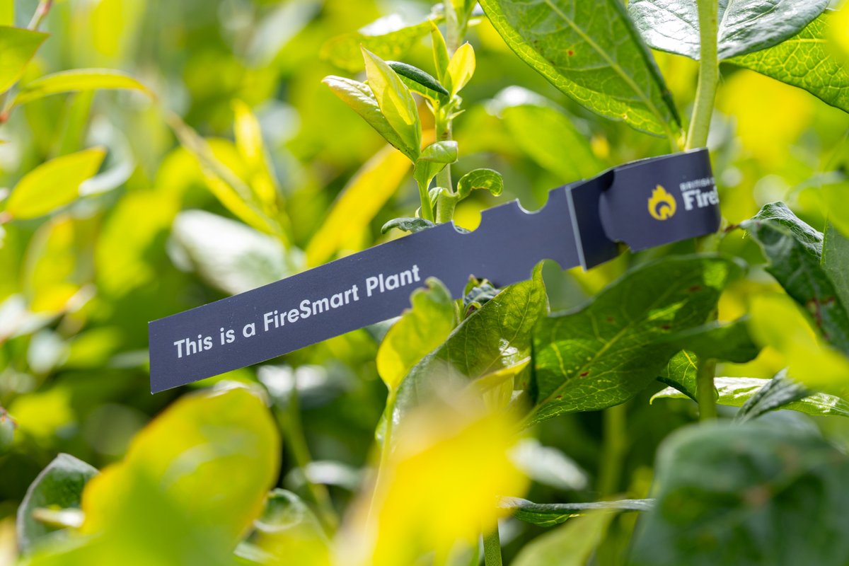 BCFireSmart's tweet image. Are you a garden centre in BC? Come join the FireSmart BC Plant Program!
As a plant partner, you’ll support safer landscaping choices and gain recognition as a trusted wildfire-resistant plant supplier.
Join today: firesmartbc.ca/plant-partners…