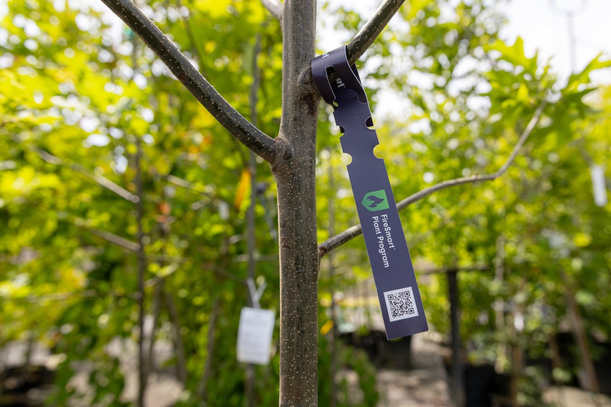 BCFireSmart's tweet image. Are you a garden centre in BC? Come join the FireSmart BC Plant Program!
As a plant partner, you’ll support safer landscaping choices and gain recognition as a trusted wildfire-resistant plant supplier.
Join today: firesmartbc.ca/plant-partners…