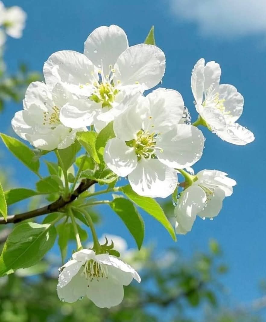 74ceff6b903445b's tweet image. Hello dear friends 🙏😄 
Have a beautiful Wednesday ☘️🌿🌱