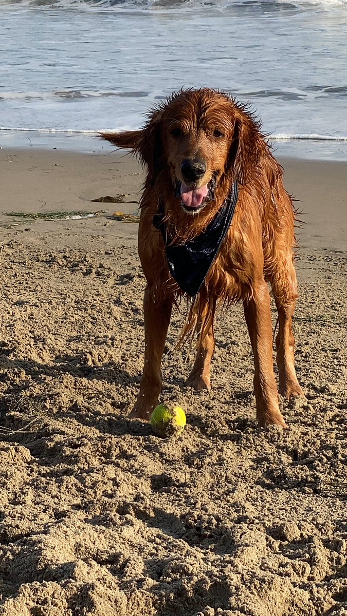 jmdn1099's tweet photo. Nixon, a loving golden retriever, needs our help! His recent cancer diagnosis has turned my friend's world upside down. I started a go fund me page to help out with surgery costs….Please consider donating or sharing to give him a chance at life! https://t.co/1TQZ7XYGxN https://t.co/ScdTRq9bc5