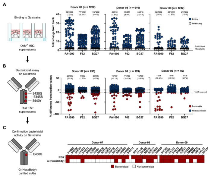 抗生剤耐性が問題の淋病。淋菌に対しB群髄膜炎菌ワクチンの多少の効果が示され、近ごろ英国では高リスク群に対してワクチンが推奨。

B群髄膜炎菌ワクチンが淋菌のどの抗原に作用するのか、reverse vaccinologyアプローチを利用したスタディ

Science Translational Medicine
science.org/doi/10.1126/sc…