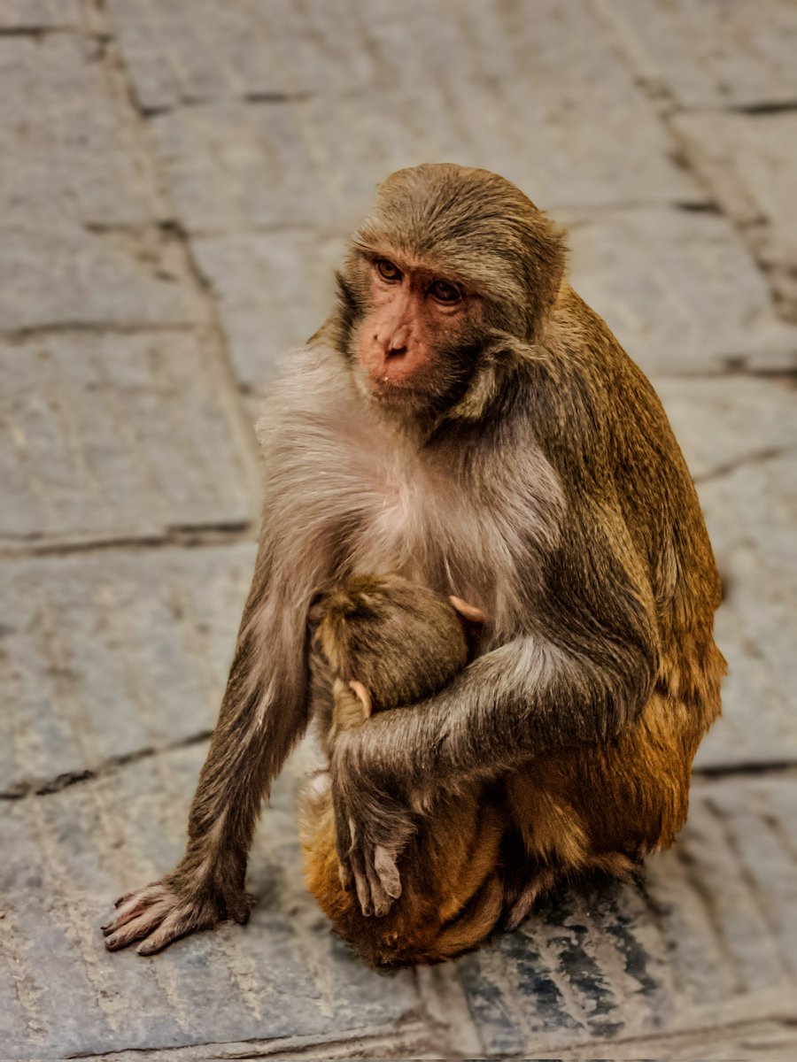 Sachin Acharya🇳🇵✨️ (@sachinacharya) on Twitter photo <a href="/WildBeyondPhoto/">Samantha Ferrone</a> #twosday
Mother's love ✨️
#portraitphotography #ThePhotoHour #KindnessMatters #photography #StromHour #EarthCurated #theglobalphotocommunity #withGalaxy #ShotOnSnapdragon <a href="/WildBeyondPhoto/">Samantha Ferrone</a> #twosday
Mother's love ✨️
#portraitphotography #ThePhotoHour #KindnessMatters #photography #StromHour #EarthCurated #theglobalphotocommunity #withGalaxy #ShotOnSnapdragon