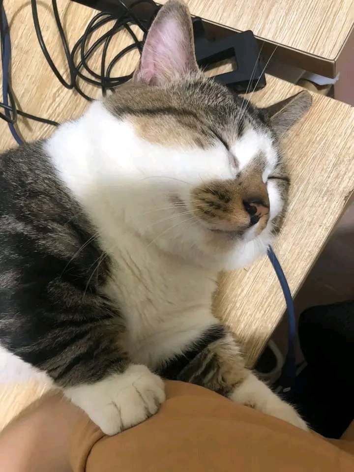 nocontextscats's tweet photo. He worked overtime last night https://t.co/eG6UlNXu6s