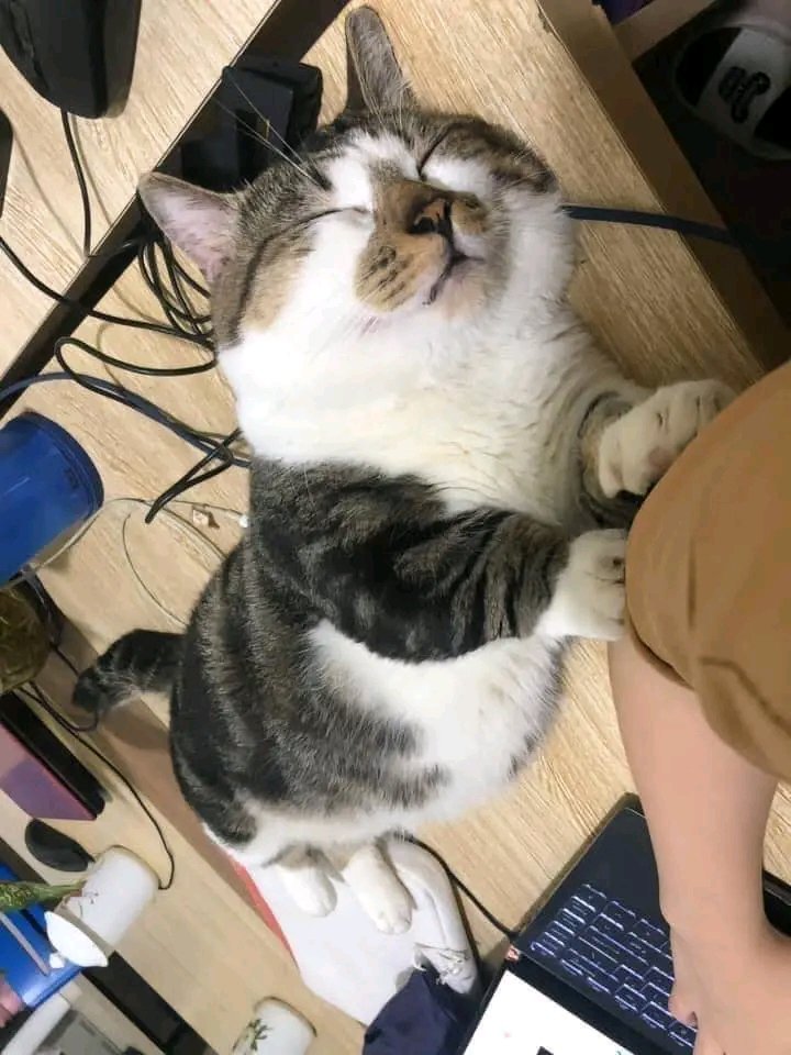 nocontextscats's tweet photo. He worked overtime last night https://t.co/eG6UlNXu6s