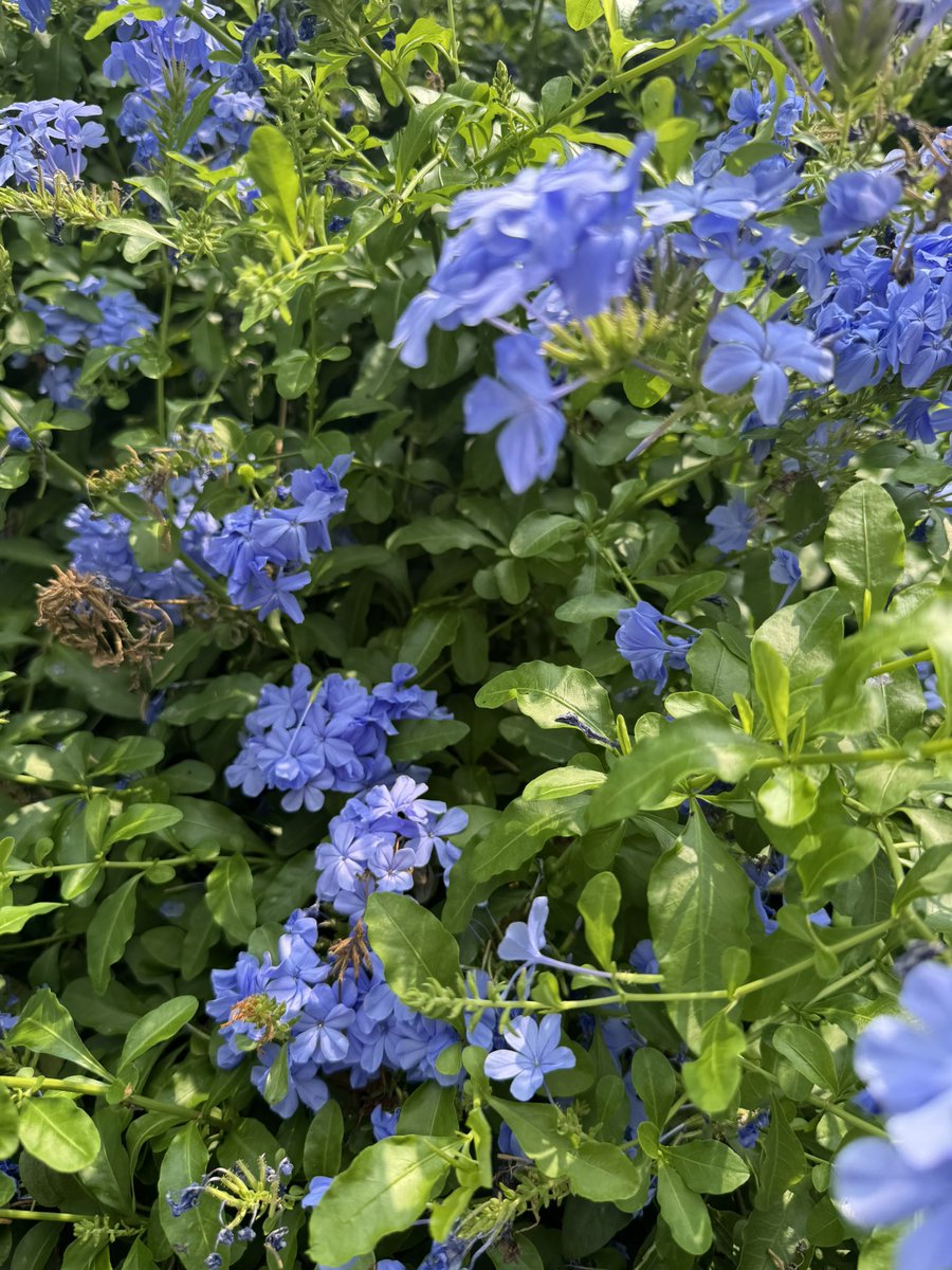 ike1984official's tweet photo. この花の名前なんですか？ https://t.co/cwGwDKhob6
