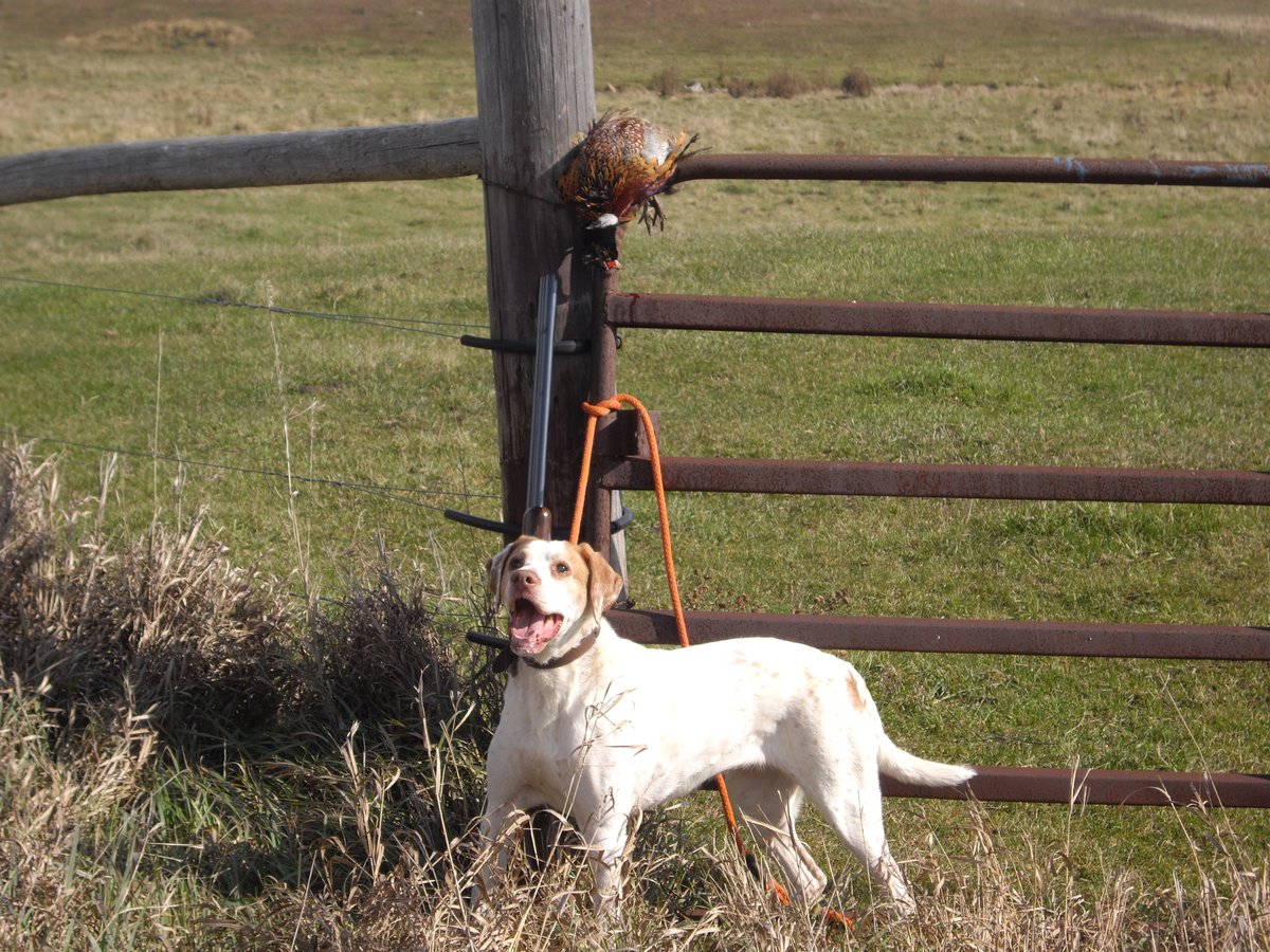 WalleyeTackle tweet media