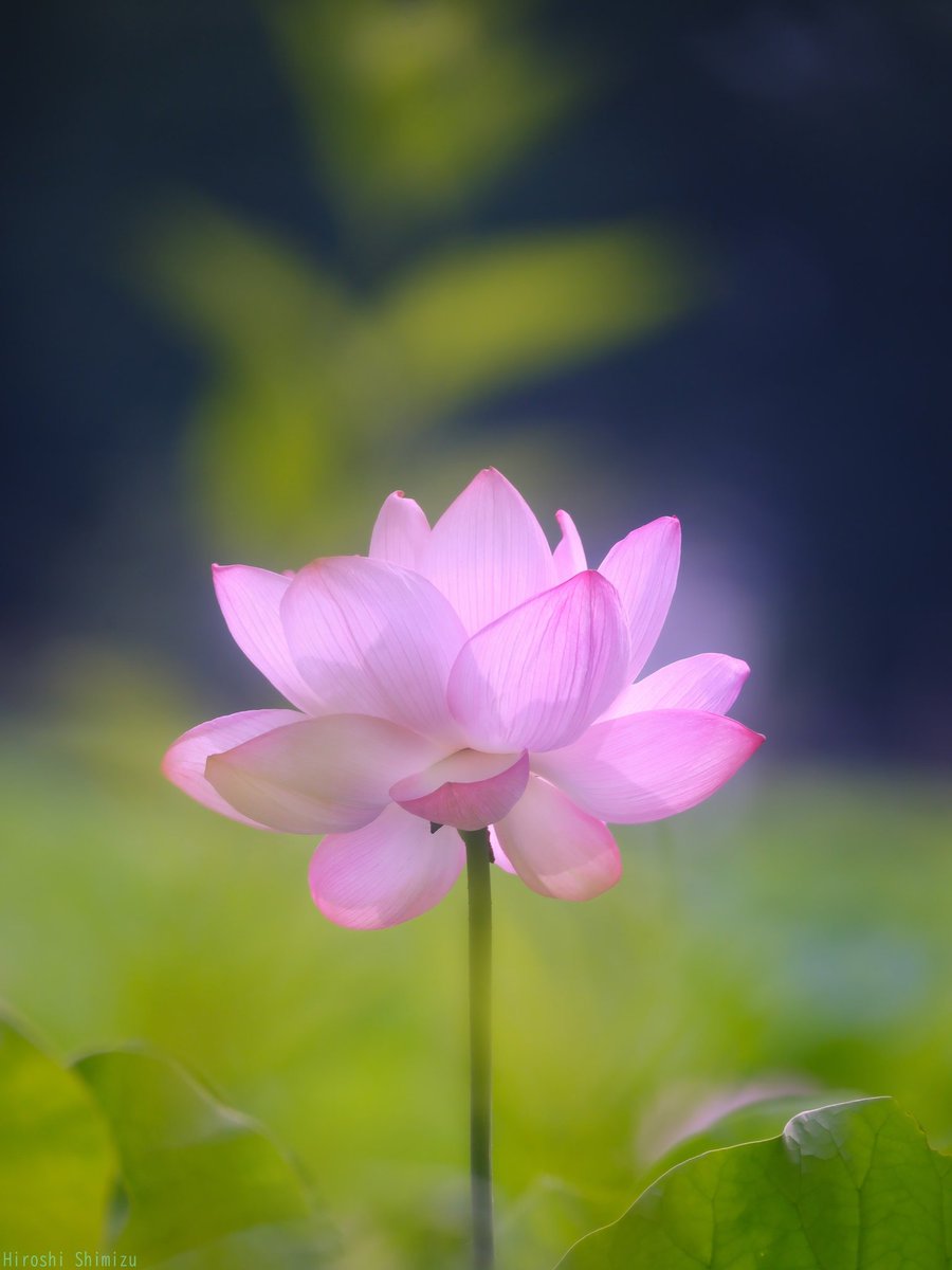 泥から咲く
清らかなハスの花