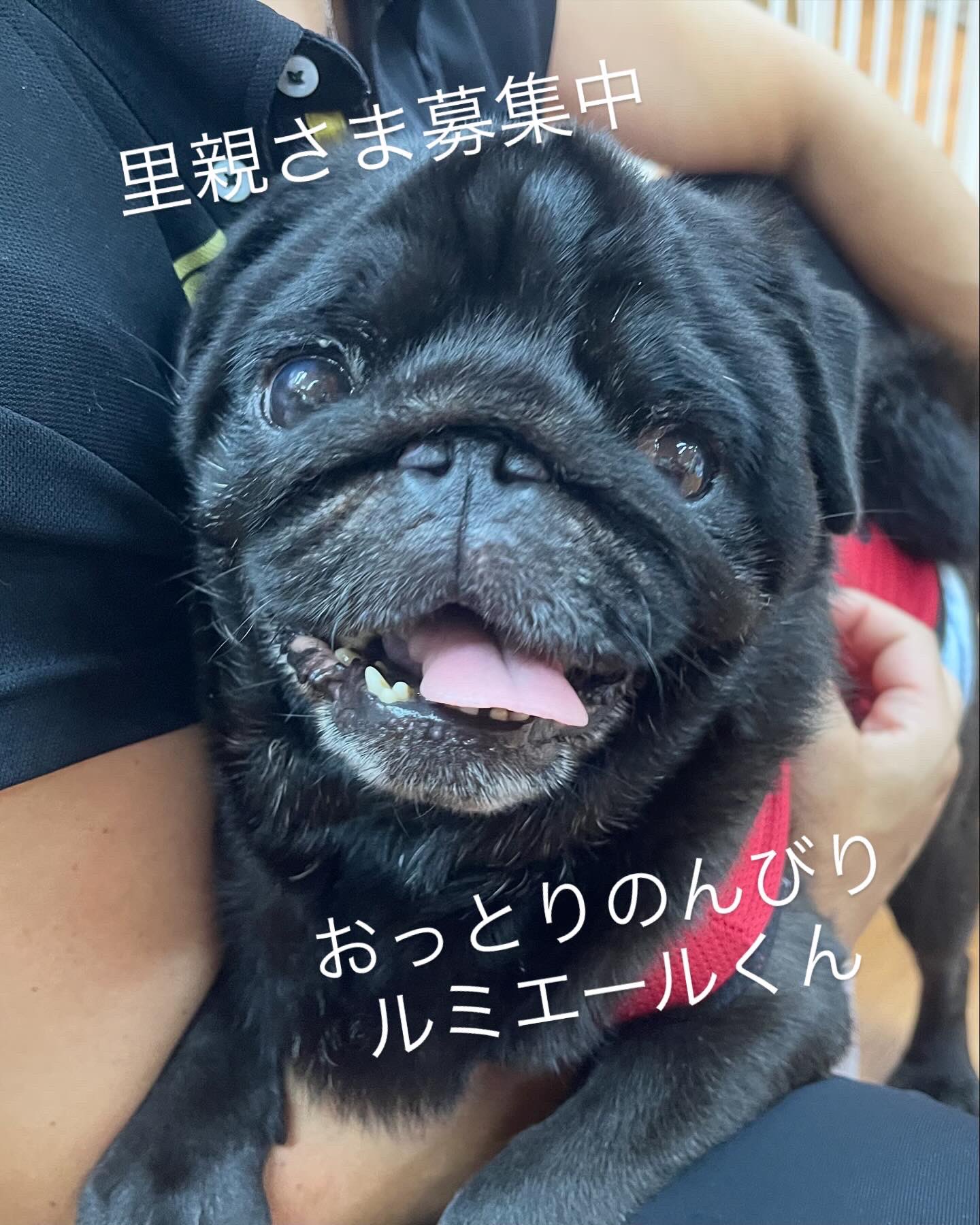 パグひささま専用ページ パグのらぶさま 専用