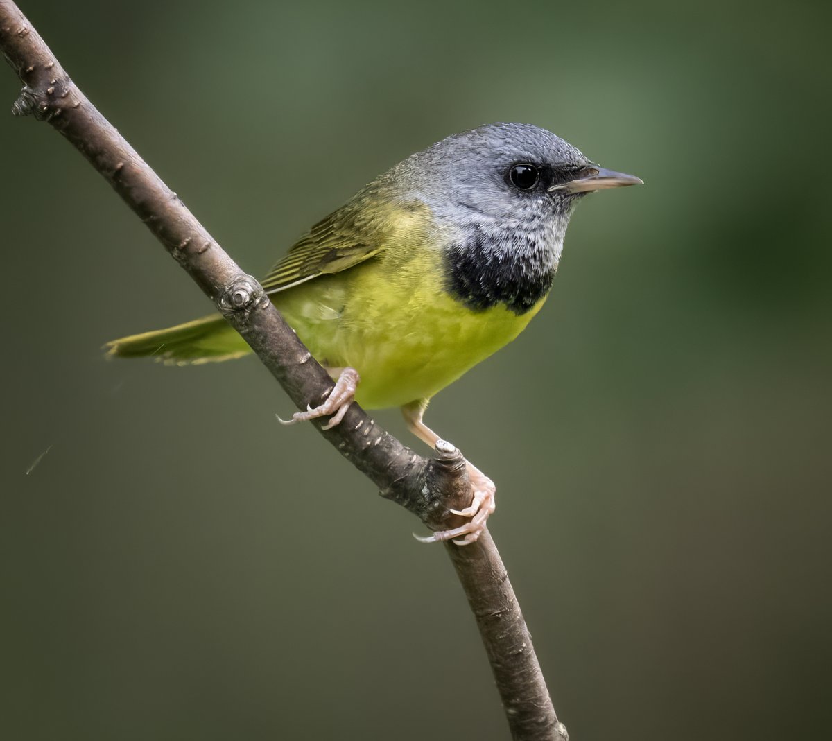 frpaulkammen's tweet image. A Mourning Warbler in Koochiching County in mid June. #birds #birdphotography #naturephotography