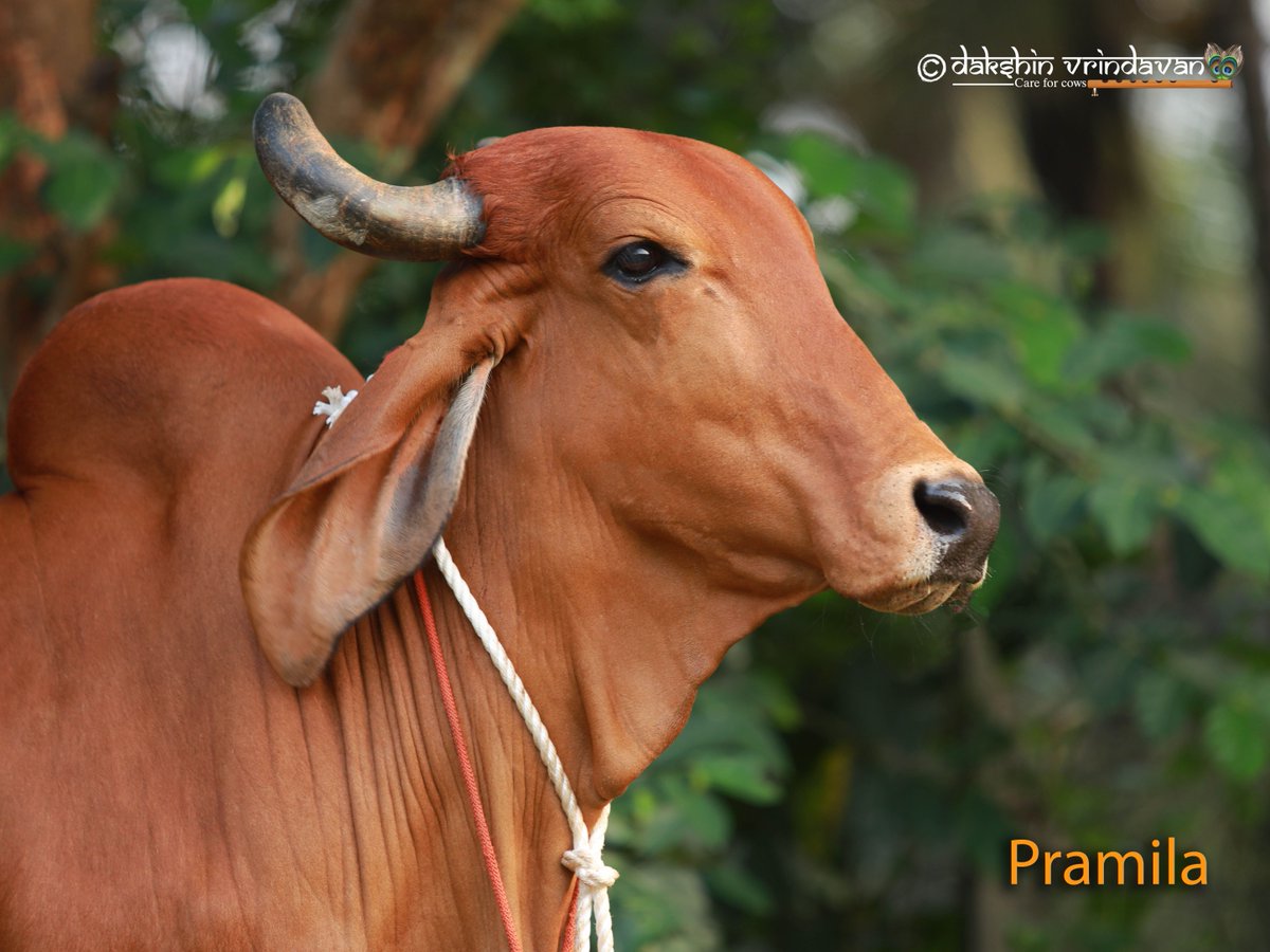 It was a lip smacking meal. We are happy! 
Thanks a lot for feeding us. 
Annadatha sukhi bhava.
Pramila rescued from slaughter by Shri Rajaram ji and is lovingly adopted by Smt Vijaya Kulkarni ji.