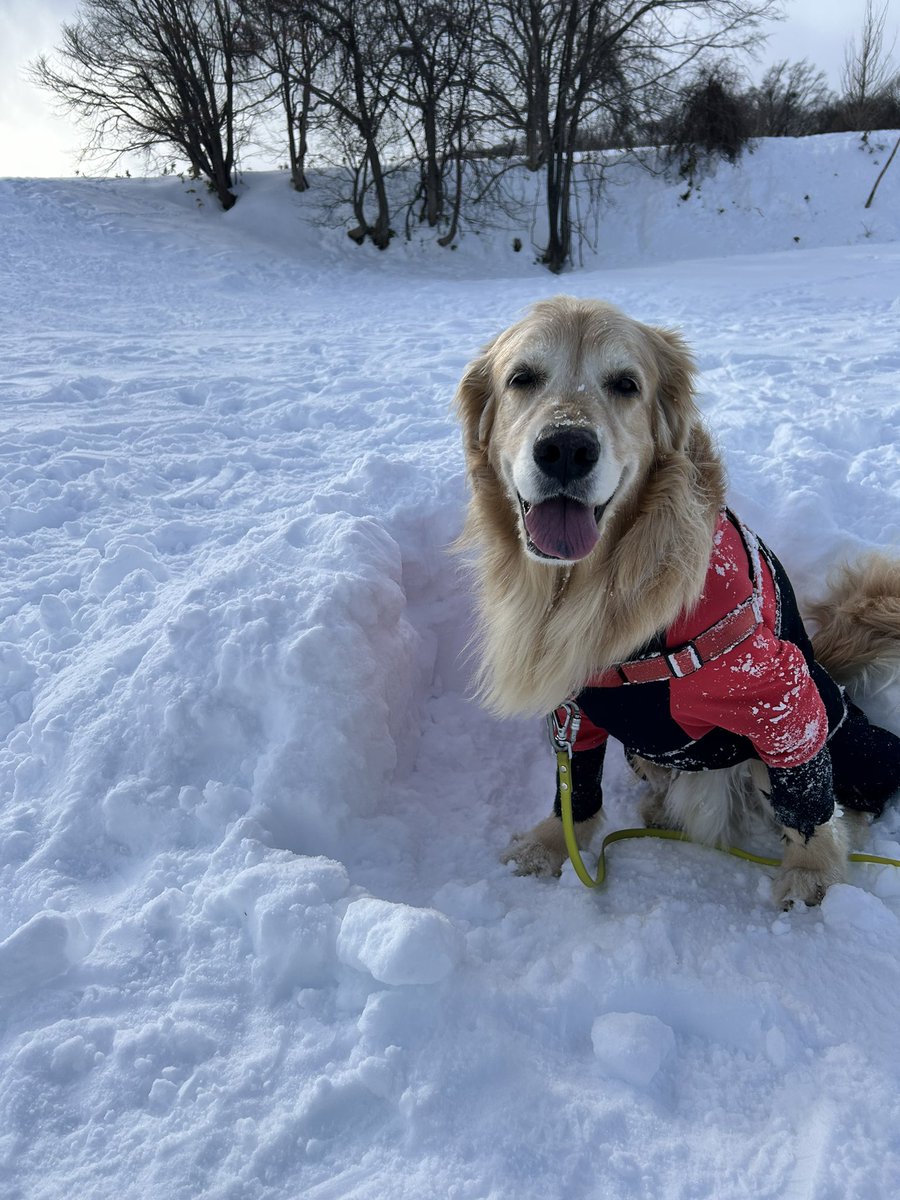 今日も暑いですね🥵
お昼休みのひと時にワンコ置いておきます！