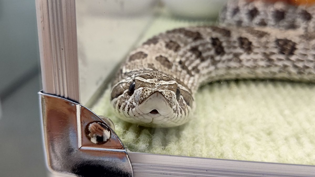 セイブシシバナヘビのハリーくんは先っぽと口が△で体のがらが○です