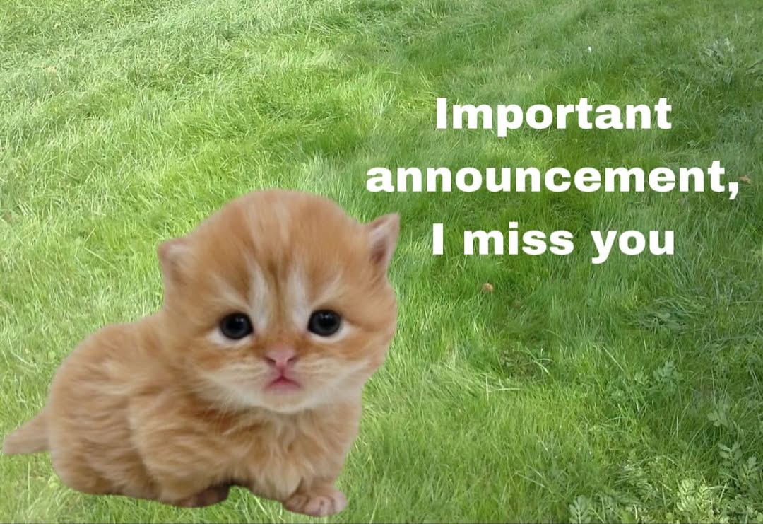 Catsillyness's tweet image. ㅤ