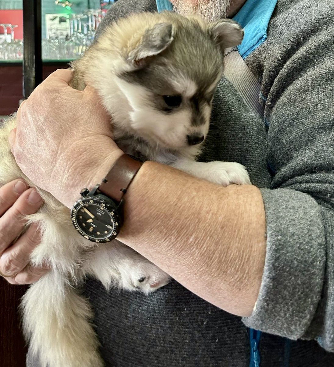 Guten Morgen. 

Es ist schon faszinierend, wie schnell Welpen sich optisch &amp; vom Sozialverhalten her entwickeln. 
Bild 1 zeigt Henriette vor nun gut 6 Wo bei  ihrer Abholung vom Züchter.Da war sie 9 Wo alt. Sie ist nun schon ein richtiger Hund. 🙂🐕
Ein so liebenswertes Geschöpf.