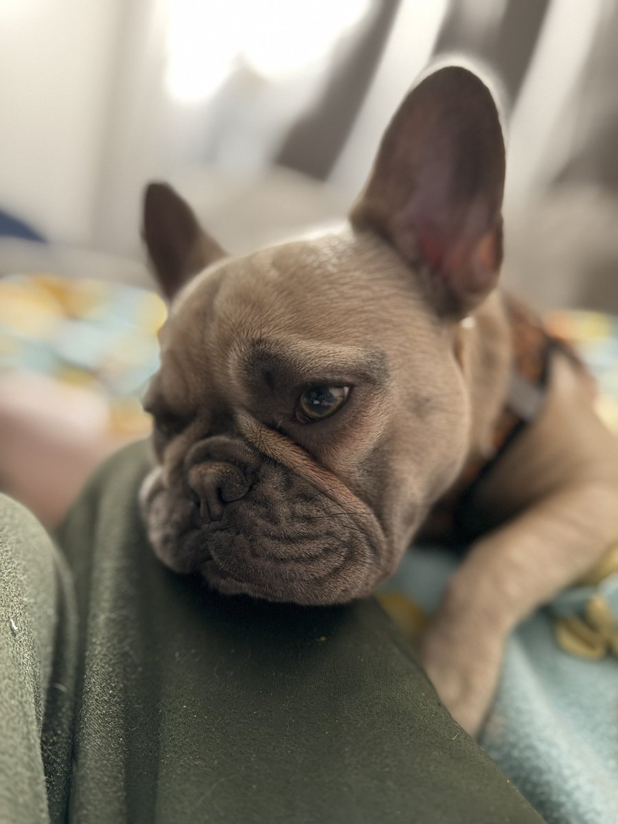 Textvres's tweet image. mazie says goodnight to you. say it back