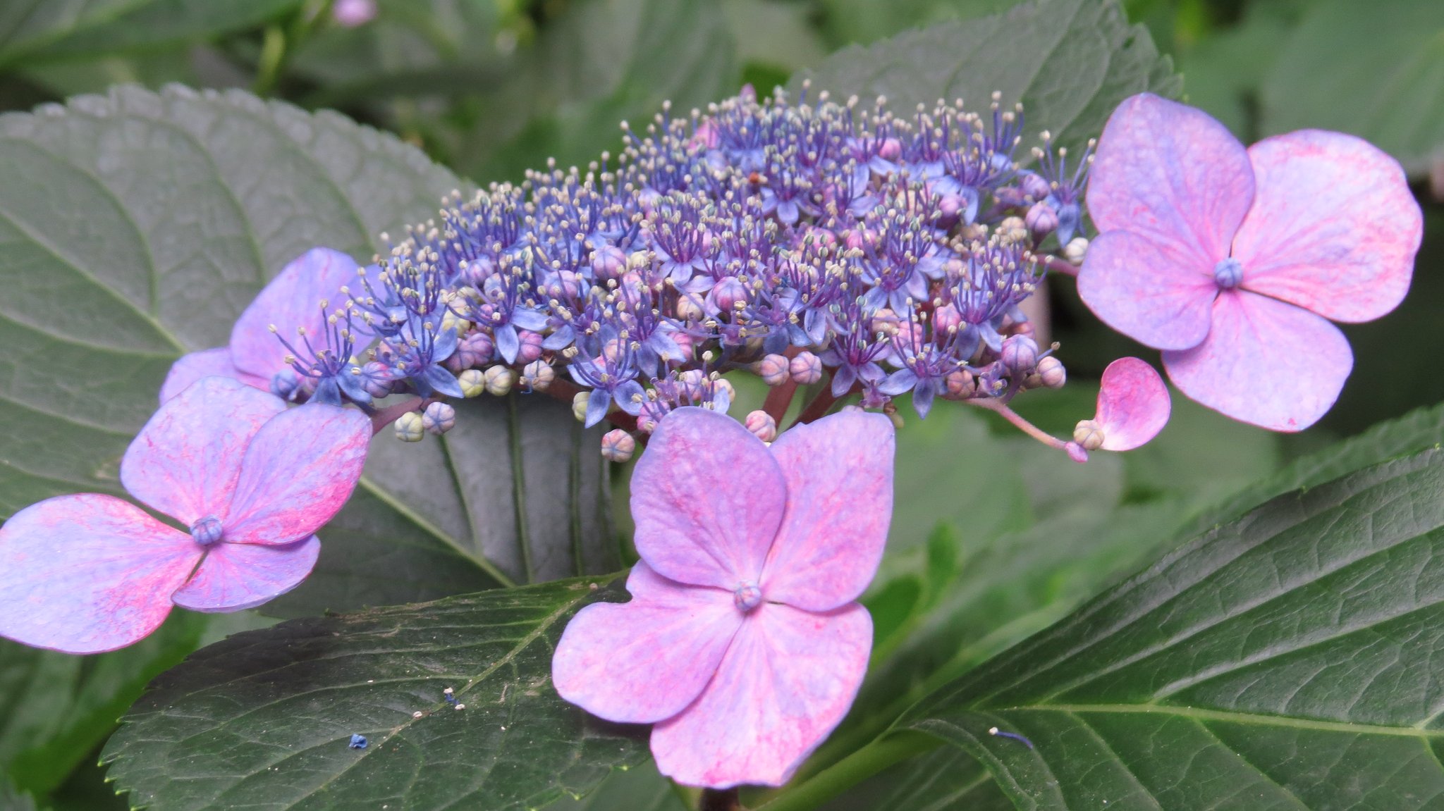 虹～紫陽花⭐ 坂東武仁 on X: 