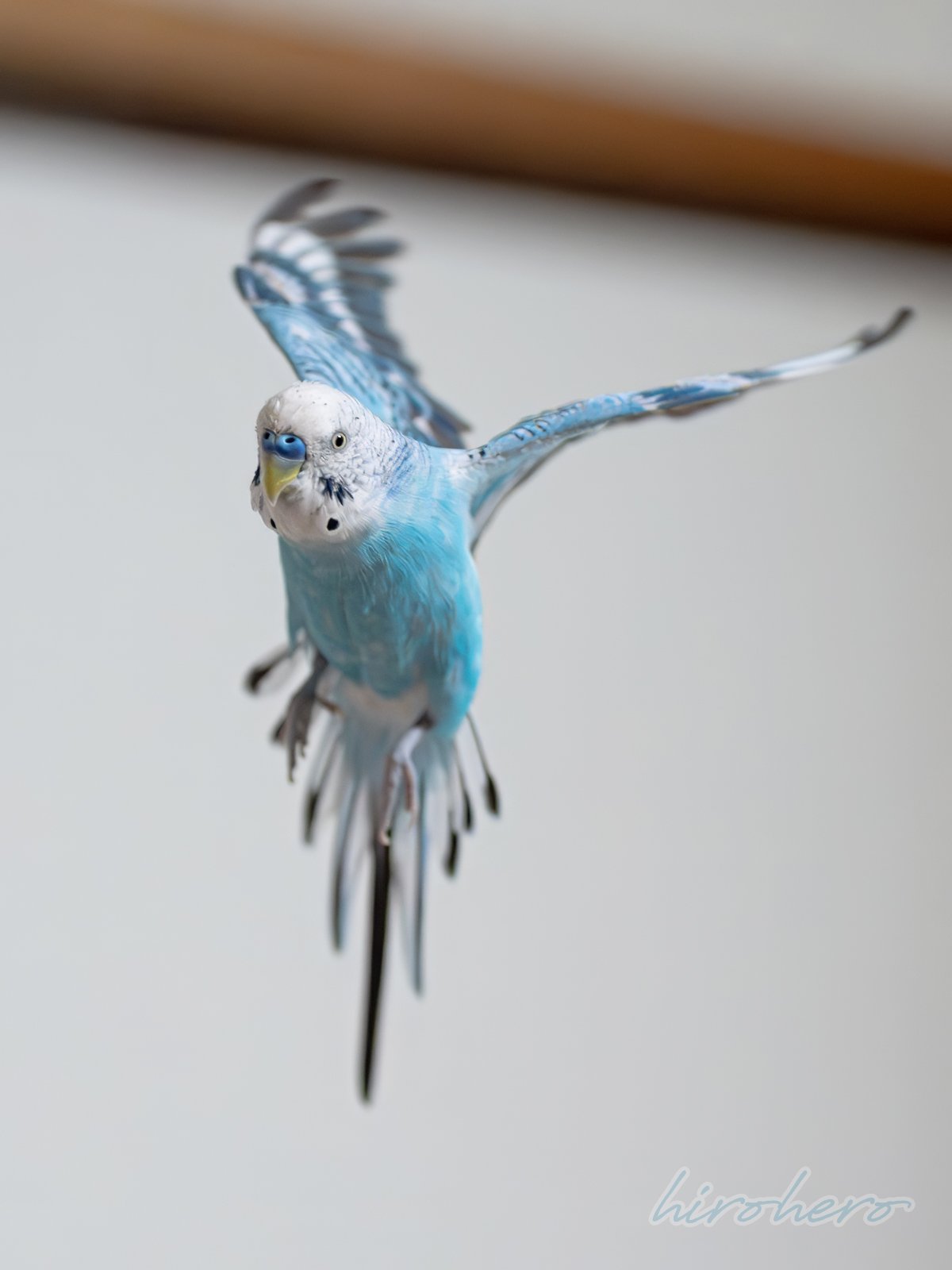 hiro様専用 アネモネ、信長、インコ - メルカリ