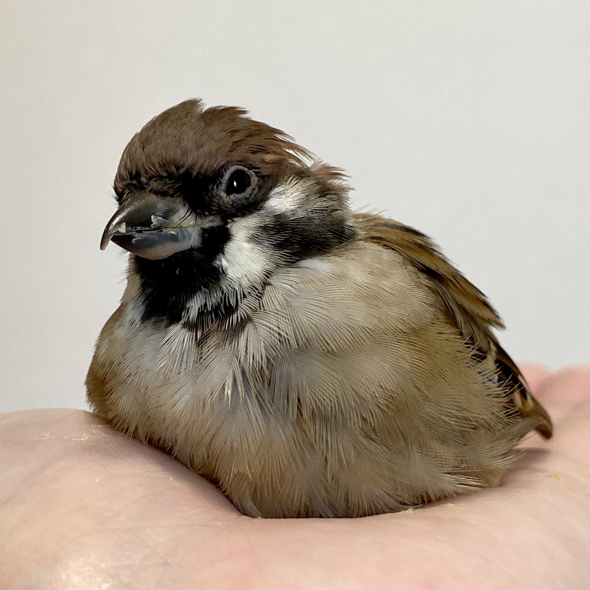 「野鳥を飼ってはいけません」「外へ放してください」ってよく言われるけど、野生に手を出してはいけないのは百も承知だけど助けられる命が目の前にあったら助けるに決まってるじゃん。人間のせいで住む場所が少なくなって生き辛い思いしてるのに人間が助けなくてどうすんの？って思ってしまう
#申請済