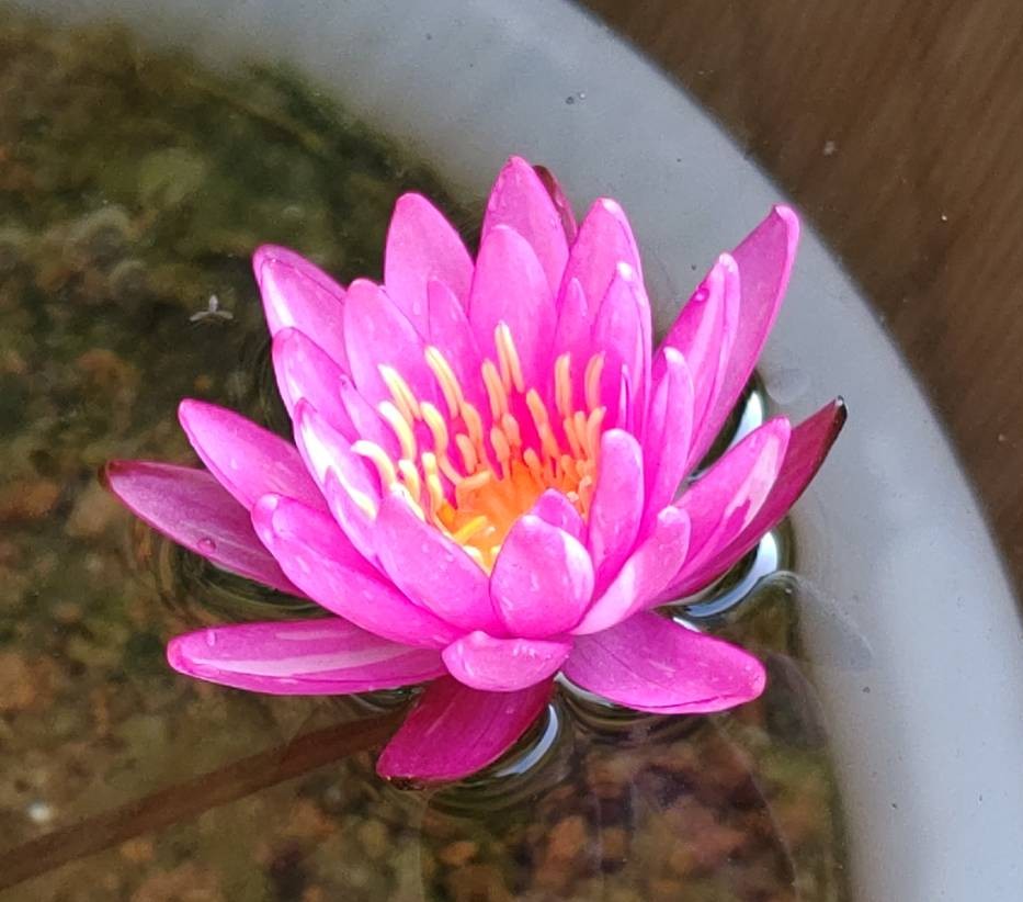 睡蓮 ダイヤモンドクラウン 水生植物 Yahoo!オークション