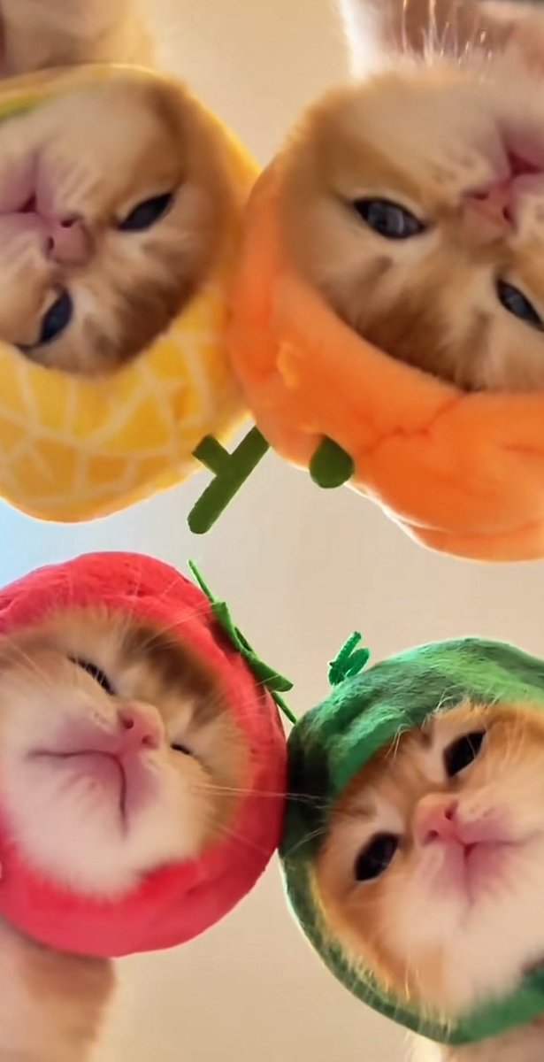 mylilly_'s tweet photo. @nastarcheesecat Td lewat di tiktok jadi inget meyah, uyo, niku sama waluh spesial https://t.co/QxtoMFquS6
