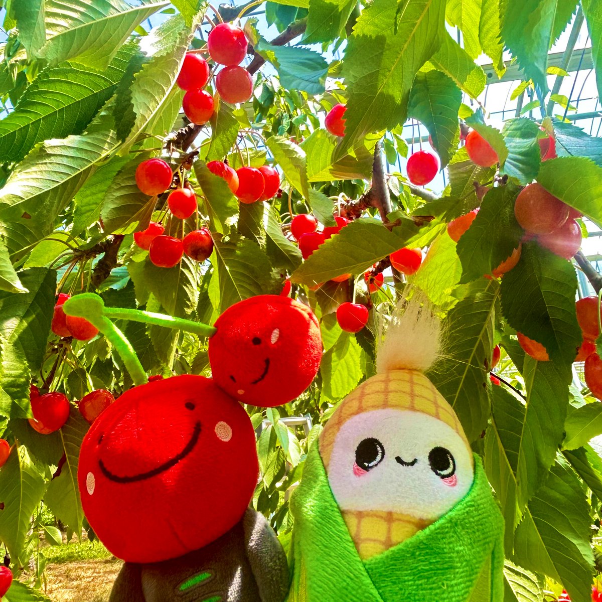 ともだちのにきぼーがいる にきちょうにいってさくらんぼがりしたよー((｡✪ ᴗ ✪｡))
まっかっかーであまくて おいしかったー♪

みんなも しゅんのやさいとくだものたくさんたべてねー((●´ㅂ`●))

にきぼーまたあそぼうねー((◍ ˊ ㅅ ˋ ◍))⭐︎