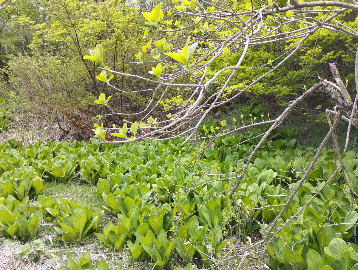 88thplanet's tweet photo. There are a few places where skunk cabbages grow in a cluster near my home. #Japan #rural #countrylife #country #nature #woods #forest #plant #plants #skunkcabbage #mountain https://t.co/DCmdLK7oDT