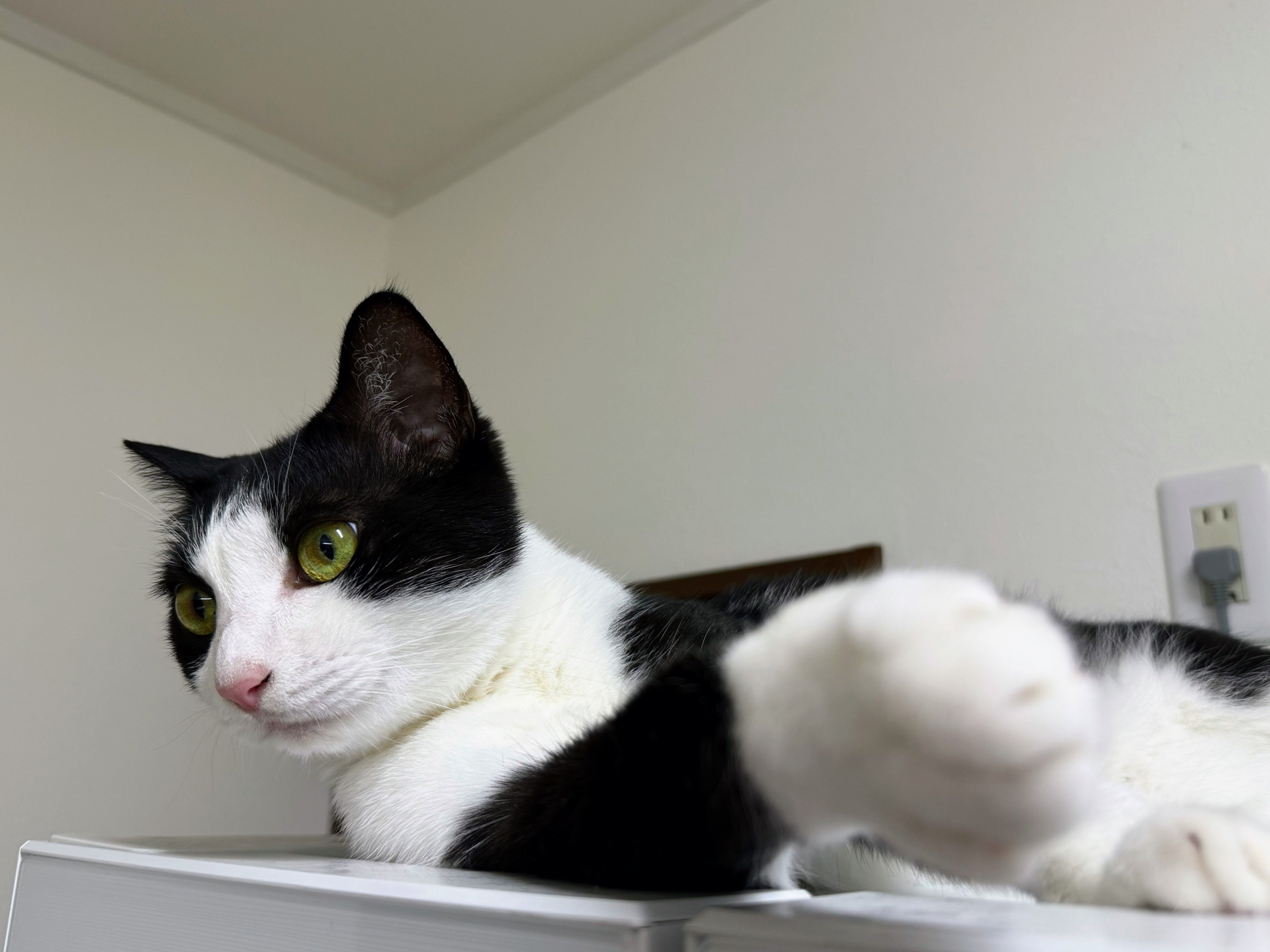 ふんばり親子猫　ハチワレ ふんばり親子猫 ハチワレ