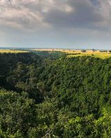 Explore the magical Valley of Apes! Chimps &amp; monkeys await. Start your primate journey here: queenelizabethnationalparkuganda.com/attractions/ky… #kyamburagorge #kyamburagorgeinqueenelizabethpark #chimpanzeesinkyamburagorge #chimpanzeetrekkinginkyamburagorge #queenelizabethnastionalpark