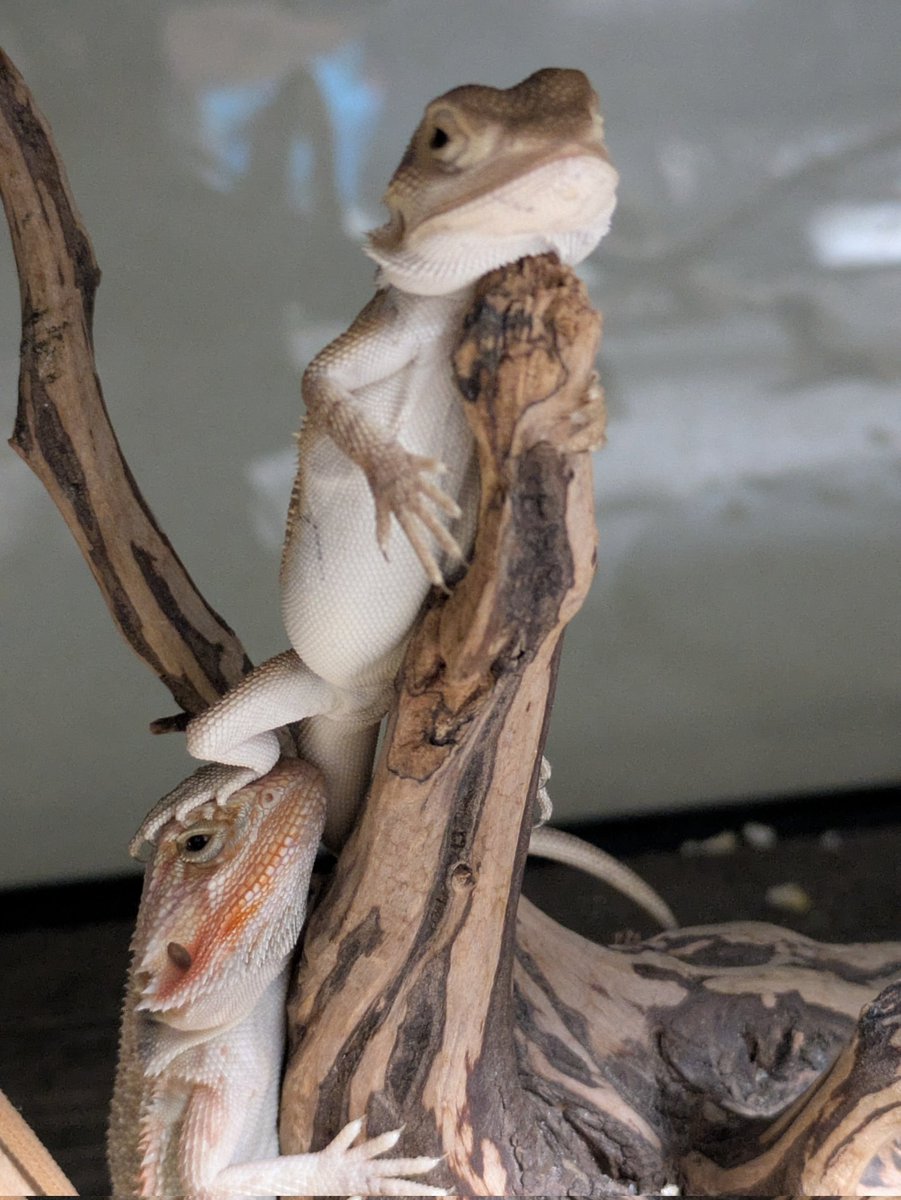 🦎ゆきねぇ🦎 Happy_Reptiles_Yuki (@ReptilesYuki) / X
