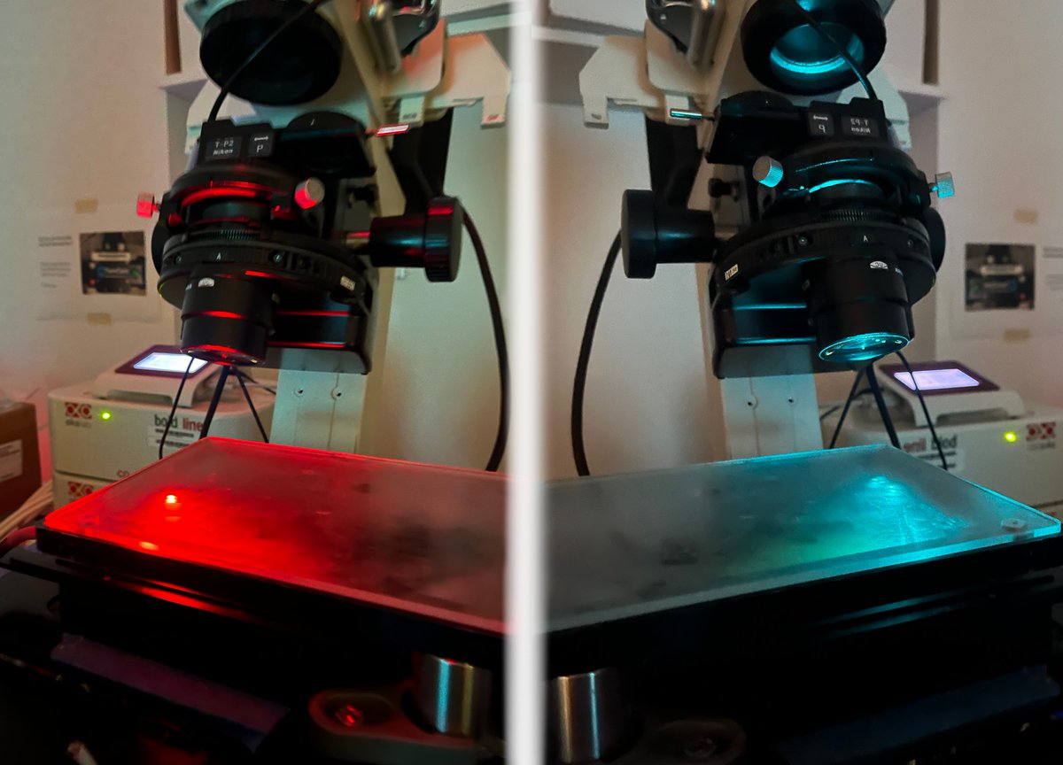 QldBrainInst's tweet image. We’re setting the scene here at QBI’s microscopy labs for a State of Origin showdown!
Did you know that QBI is home to the first super-resolution microscope in QLD? This superior technology has had a significant impact on brain research.
Read more: bit.ly/461laXo
#UQ…