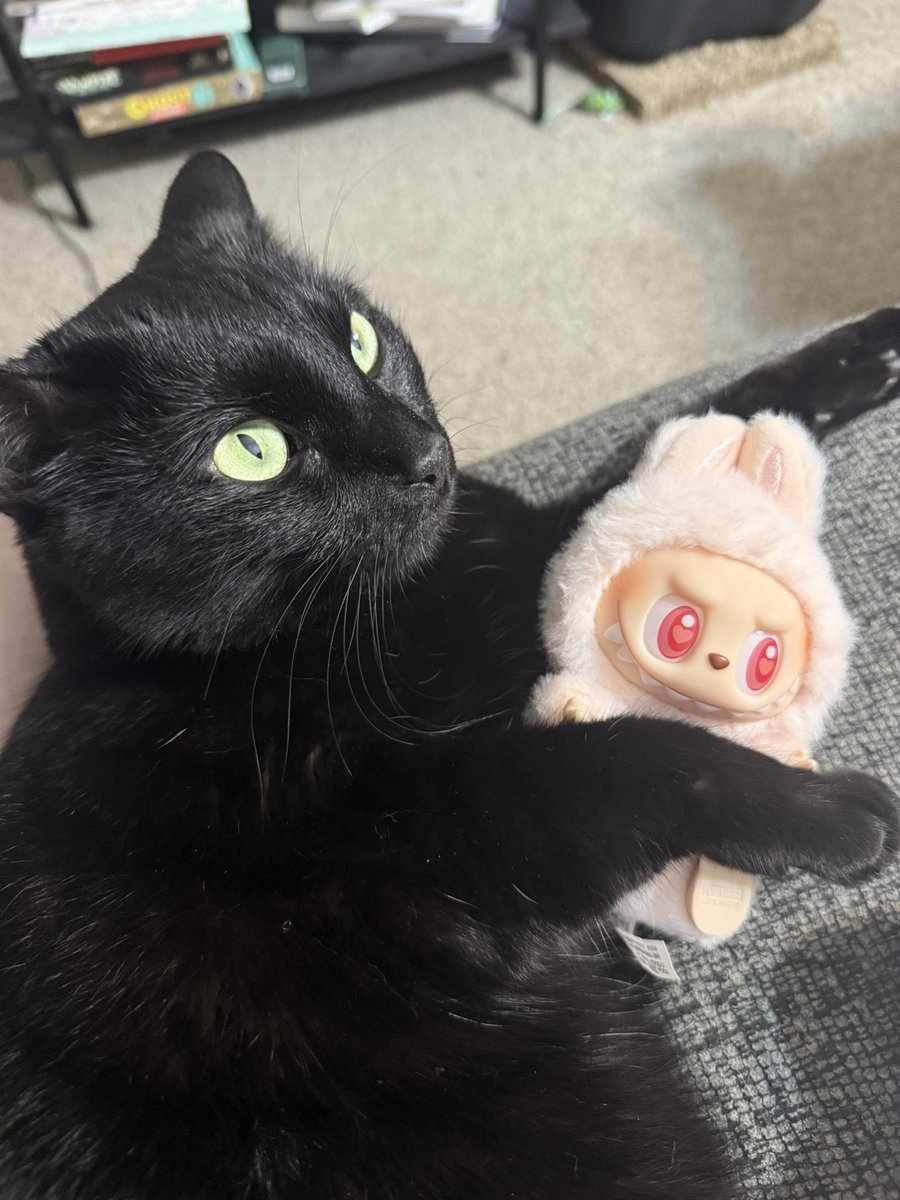wednesday 🐈‍⬛🇵🇸🖤 tweet media