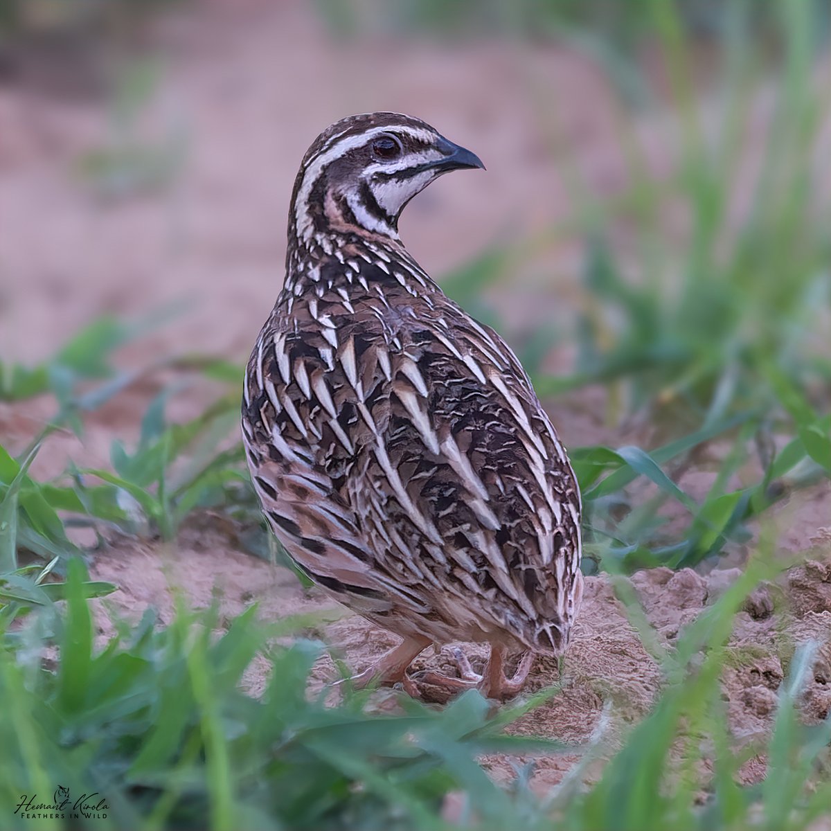 kirola_hemant's tweet image. A daily dose of new bird.

My Bird No. 429

Rain Quail

Would love to see any &apos;Pheasants and partridges&apos; species from your gallery.
#IndiAves #ThePhotoHour #NikonIndia