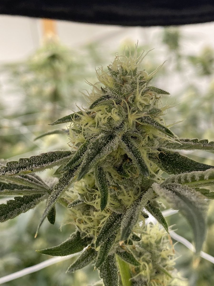 Irie Treez tweet media