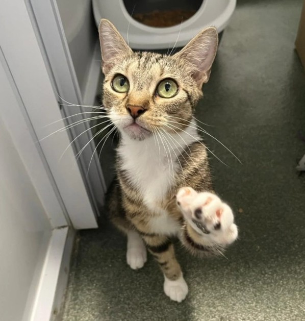 themayhew's tweet image. Did my paw catch your attention? Long enough to stop scrolling? My name is Nova, and I'm one of the many cats currently residing at Mayhew. Whether you are in a paw-sition to adopt or know someone who is, we hope you will consider giving us a chance. 💜 themayhew.org/cats/.
