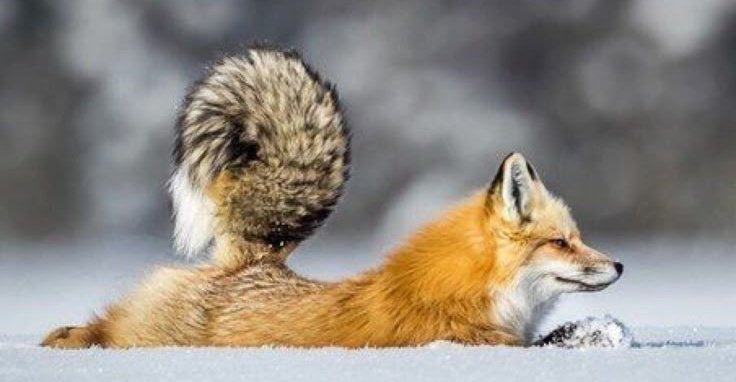 🍁 𝓣𝓱𝓮 𝓕𝓸𝔁 𝓛𝓲𝓯𝓮 🌾🦊 (@thefoxlife) on Twitter photo 